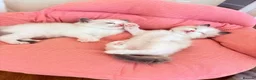 Ragdoll cats for sale: Gorgeous Tica registered Ragdoll  kittens - Advert 2