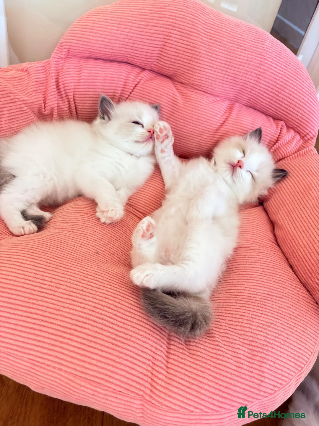 Ragdoll cats for sale: Gorgeous Tica registered Ragdoll  kittens - Advert 2