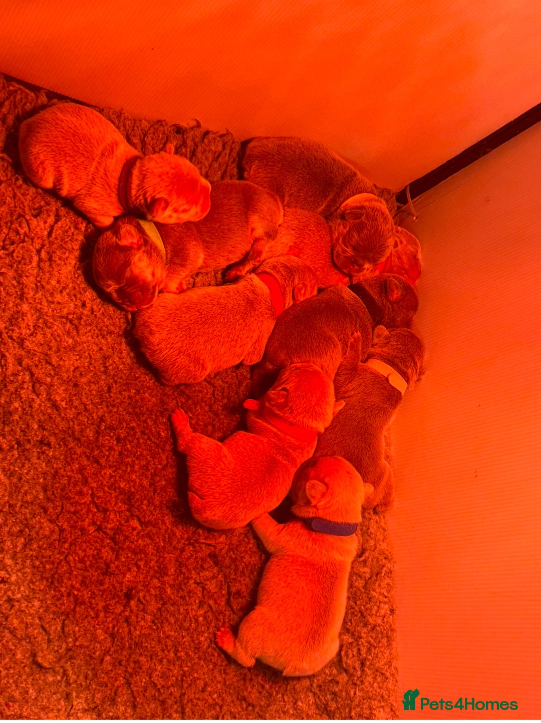 French Bulldog dogs for sale: French Bulldog Puppies  - Advert 22