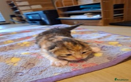 Mixed Breed cats for sale: Beautiful kittens - Advert 14