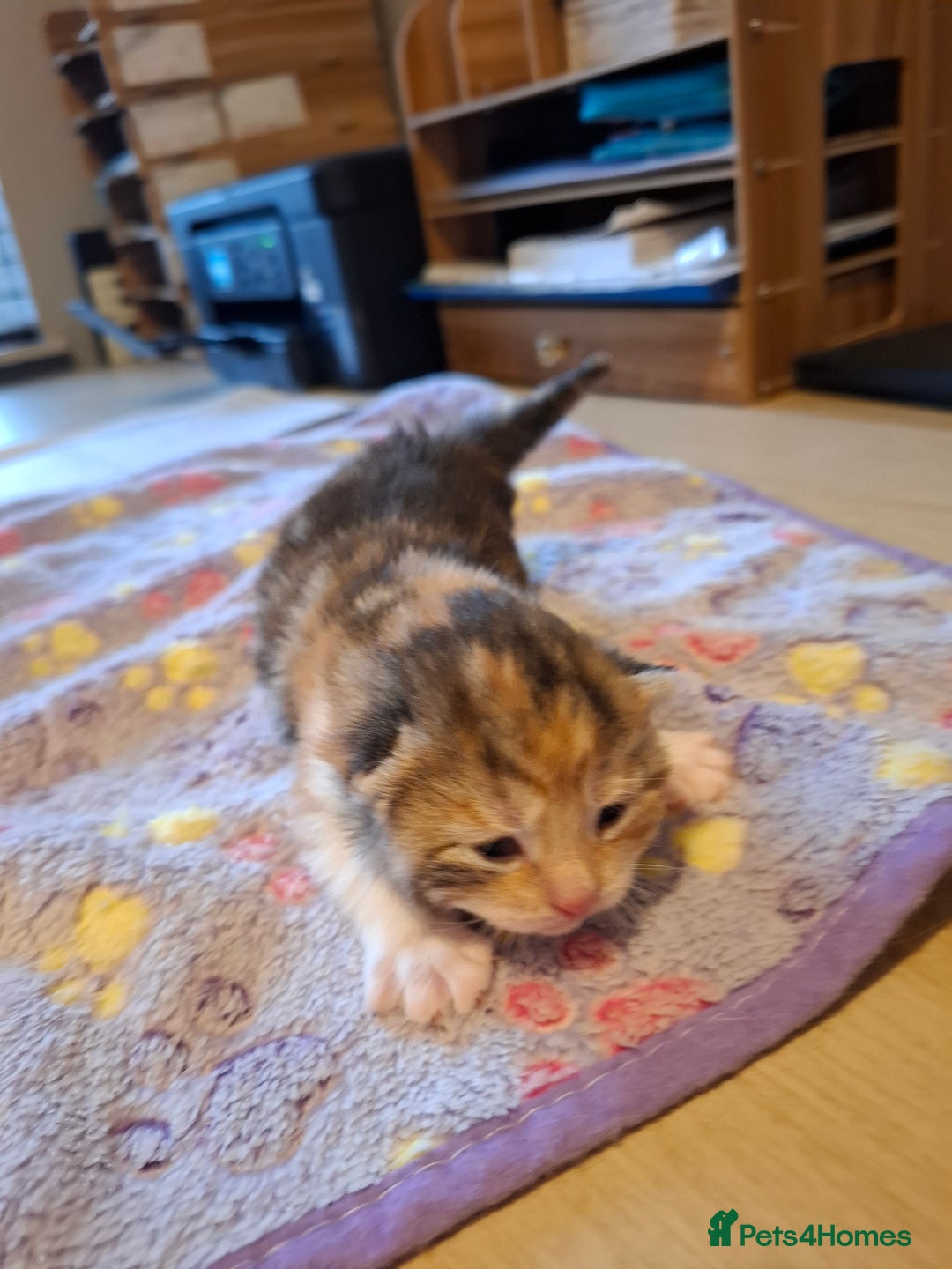Mixed Breed cats for sale: Beautiful kittens - Advert 14