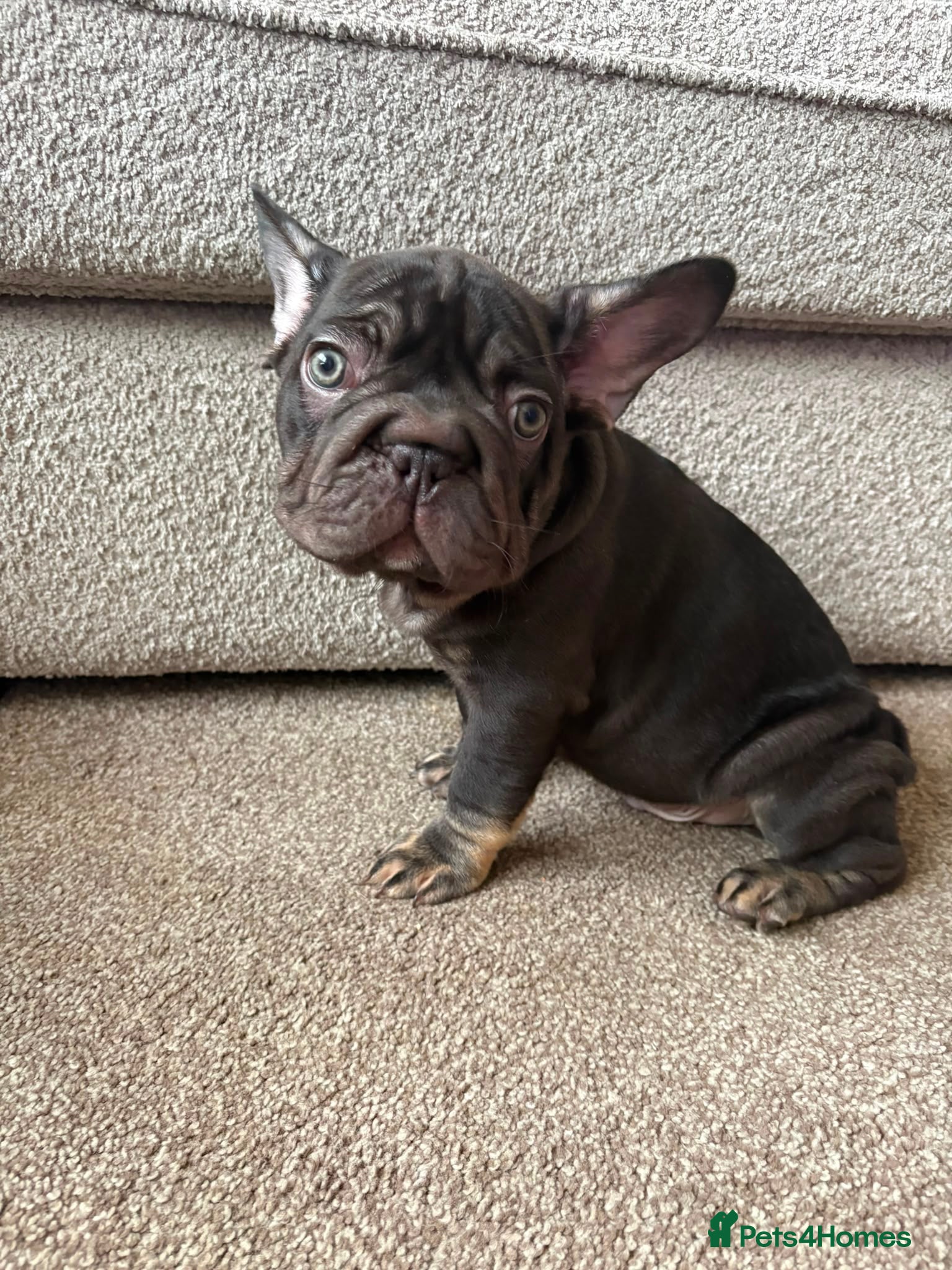 French Bulldog dogs ❤️2nd vaccine done!! !READY TO LEAVE Frenchie ❤️ - Advert 2