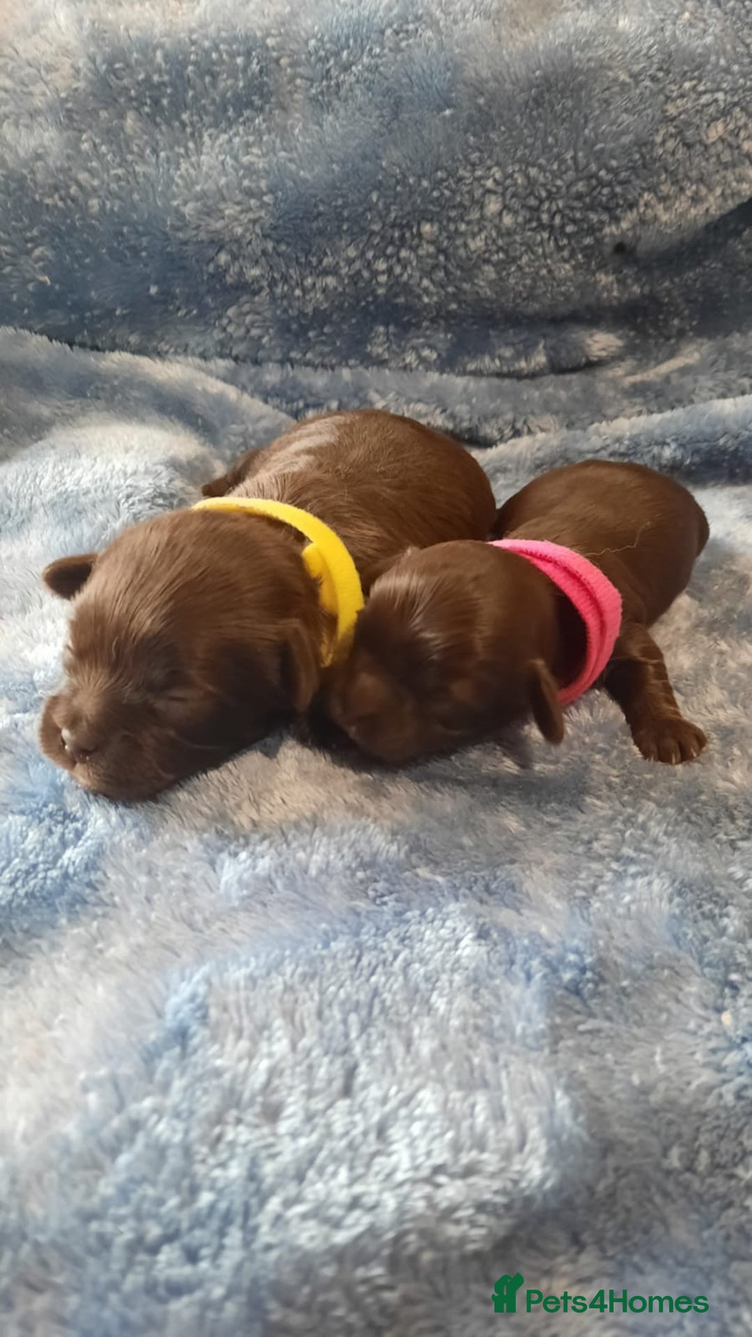 Shihpoo dogs for sale: Chocolate Toy Shipoo pups - Image 14