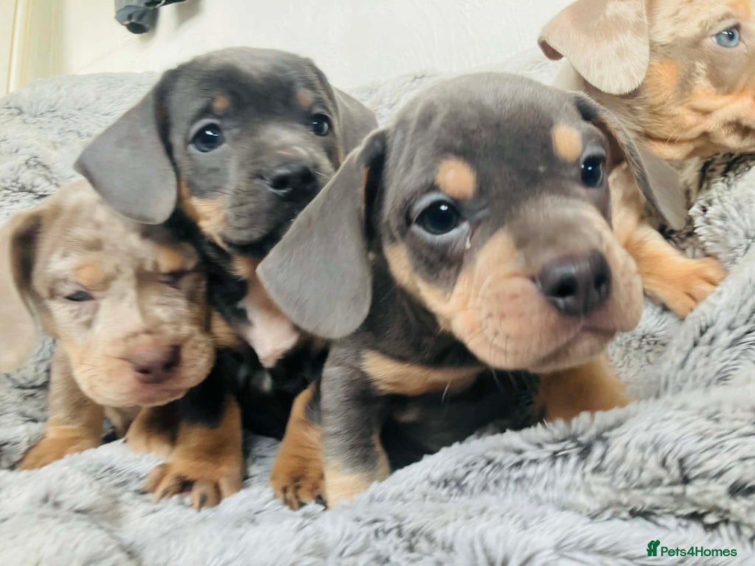 Mixed Breed dogs for sale: Bulldog x Mini Dachshund Puppies - Advert 7