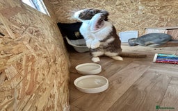 French Lop rabbits for sale: Bonded female French lops - Image 8
