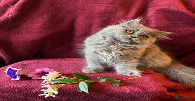Persian cats - Advert 7