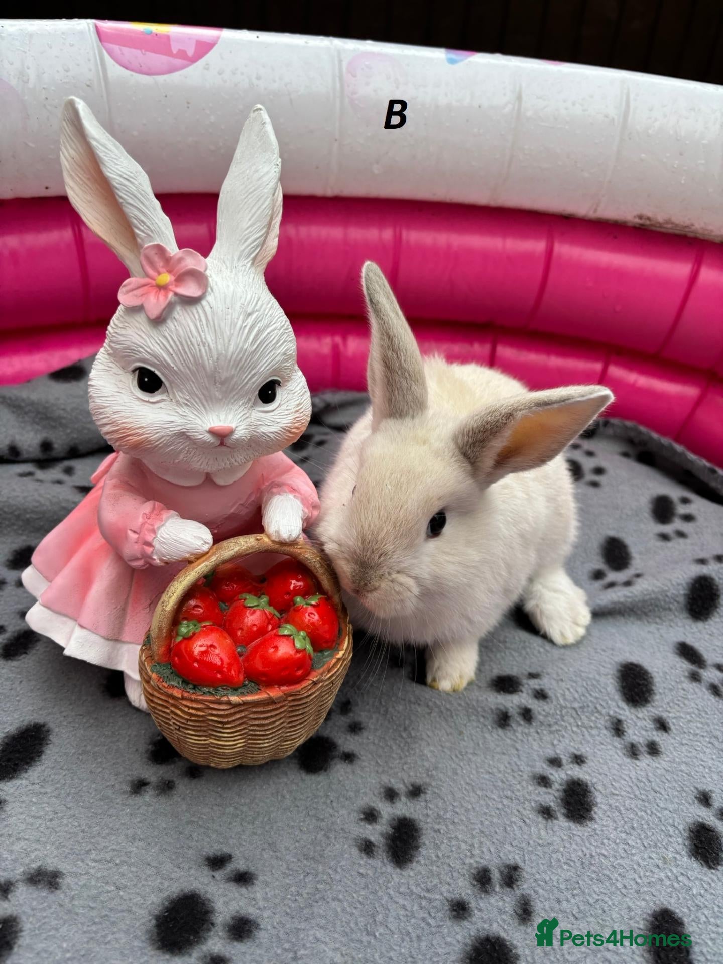 Mini Lop rabbits 🐰 Beautiful Mini Lop Baby Bunnies –Ready to go 🐰 - Advert 2