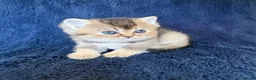 Scottish Fold cats for sale: Beautiful Scottish Fold & Straight Kittens - Advert 21