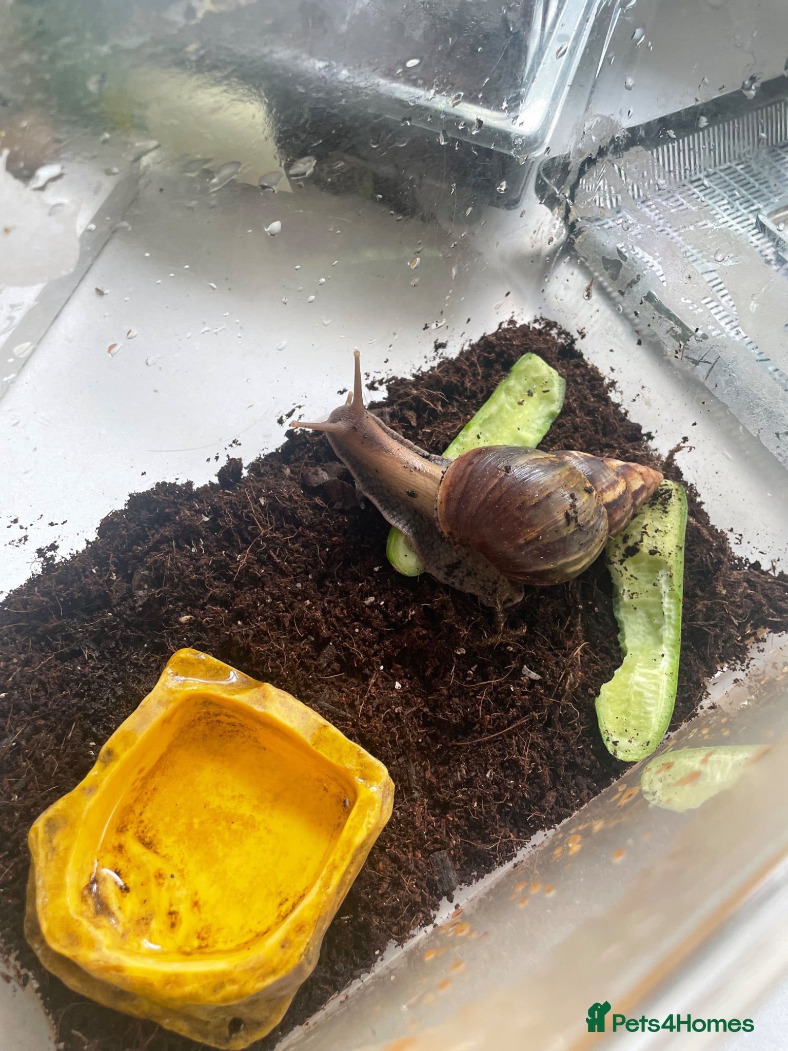 Snails invertebrates Giant African Land Snails x 2 - Advert 2