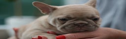 French Bulldog dogs for sale: Cute French Bulldog Puppies Available Soon - Advert 11