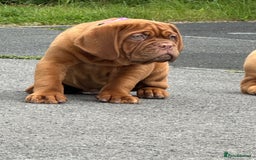 Dogue De Bordeaux dogs for sale: French mastiff pups  - Image 5