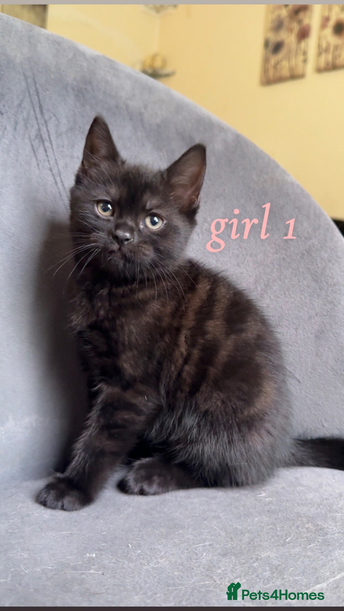 Domestic Shorthair cats Beautiful Kittens READY NOW - Advert 9