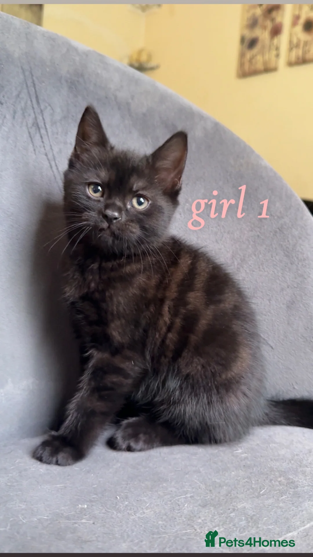 Domestic Shorthair cats for sale: Beautiful Kittens READY NOW - Advert 2
