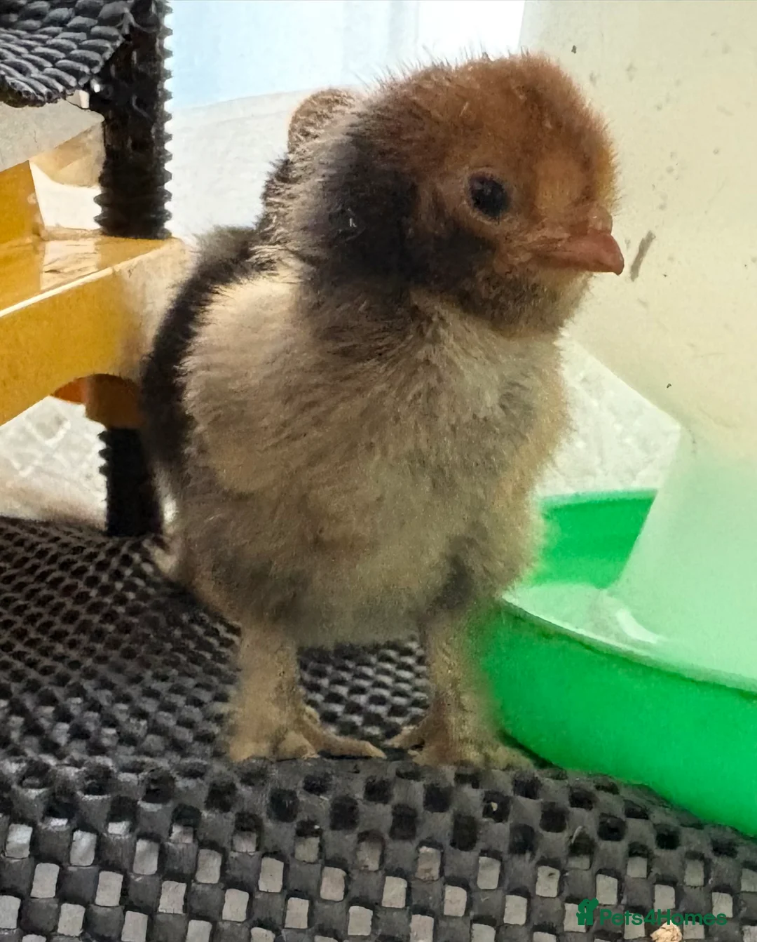Chickens poultry for sale: Pavlovskya &  - Advert 4