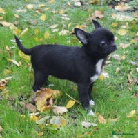 Chihuahua dogs - Advert 2