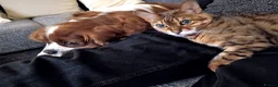 Bengal cats for sale: Beautiful Maya is looking for a new home  - Advert 6