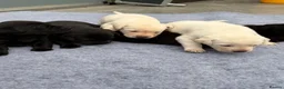 Labrador Retriever dogs for sale: Outstanding FTCH KC registered Labrador puppies  - Advert 8