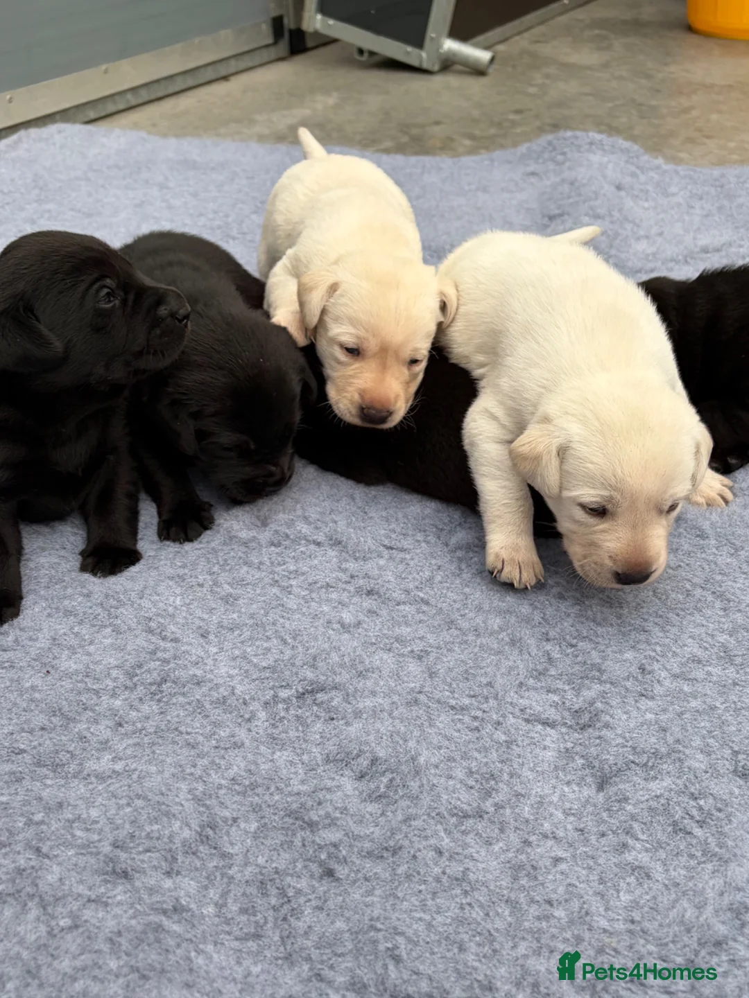 Labrador Retriever dogs for sale: Outstanding FTCH KC registered Labrador puppies  - Advert 8