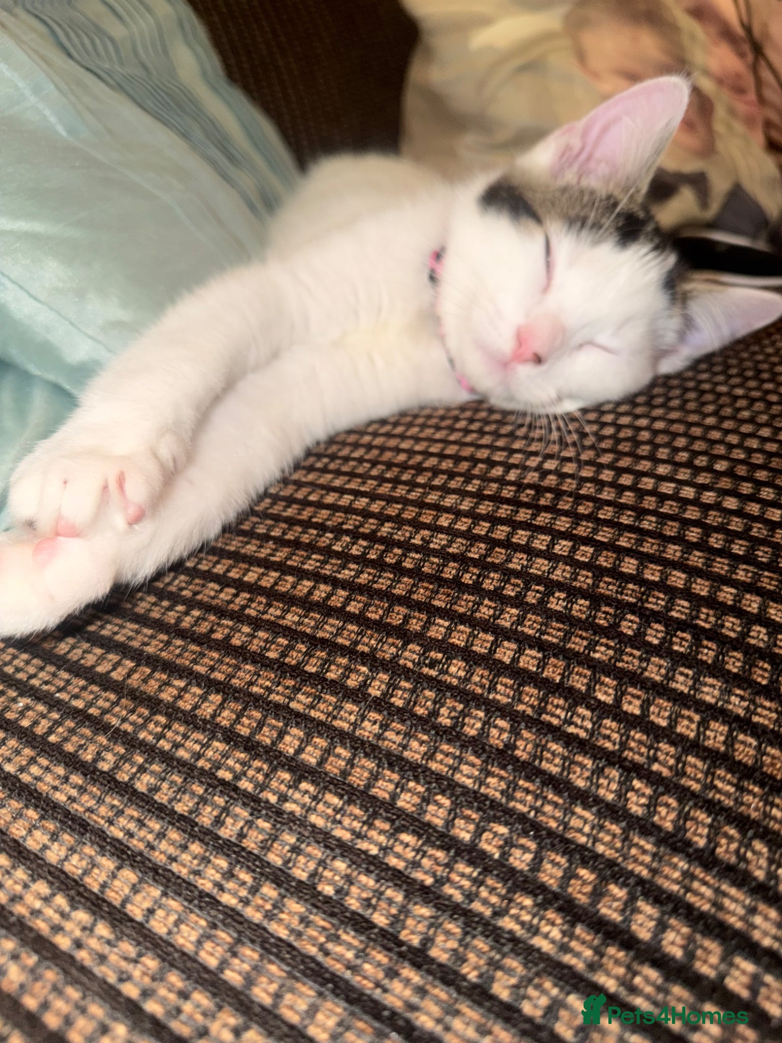 British Shorthair cats for sale: Female cat  - Advert 1