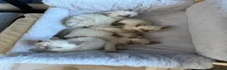 Ragdoll cats for sale: 5 ragdoll kittens - Advert 25