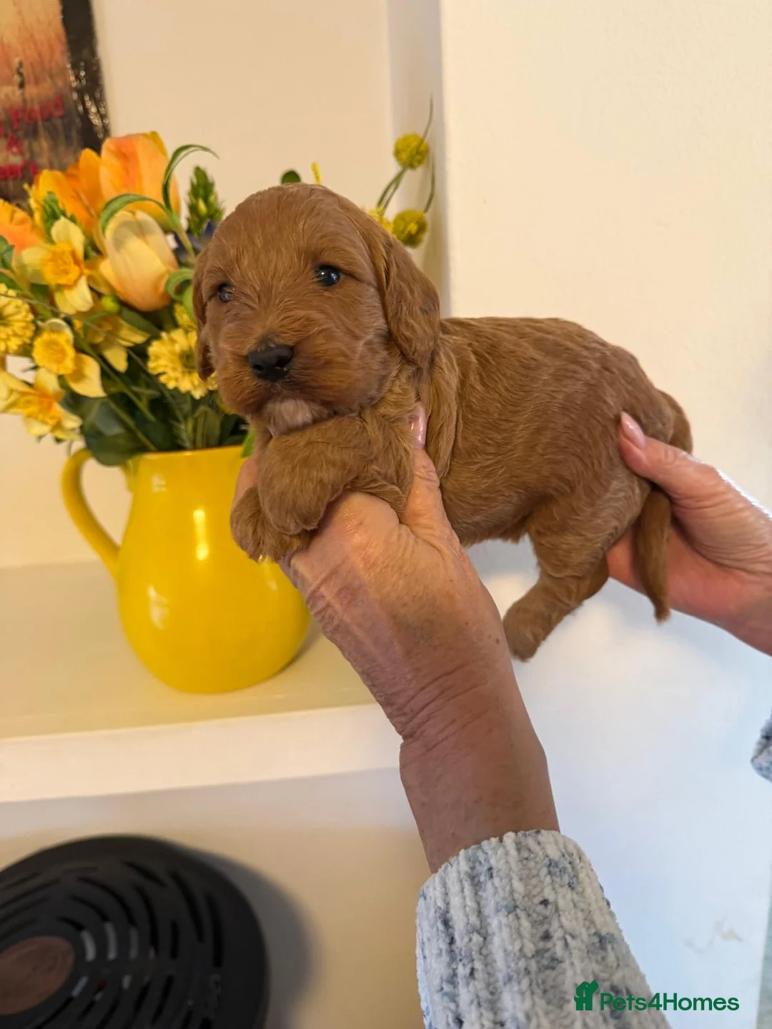 Cockapoo dogs for sale: BEAUTIFUL COCKAPOO BOYS - Advert 3