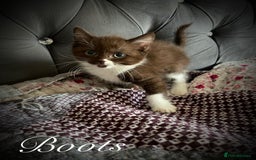 Mixed Breed cats for sale: Beautiful litter sphynx x Ragdoll babies - Image 2