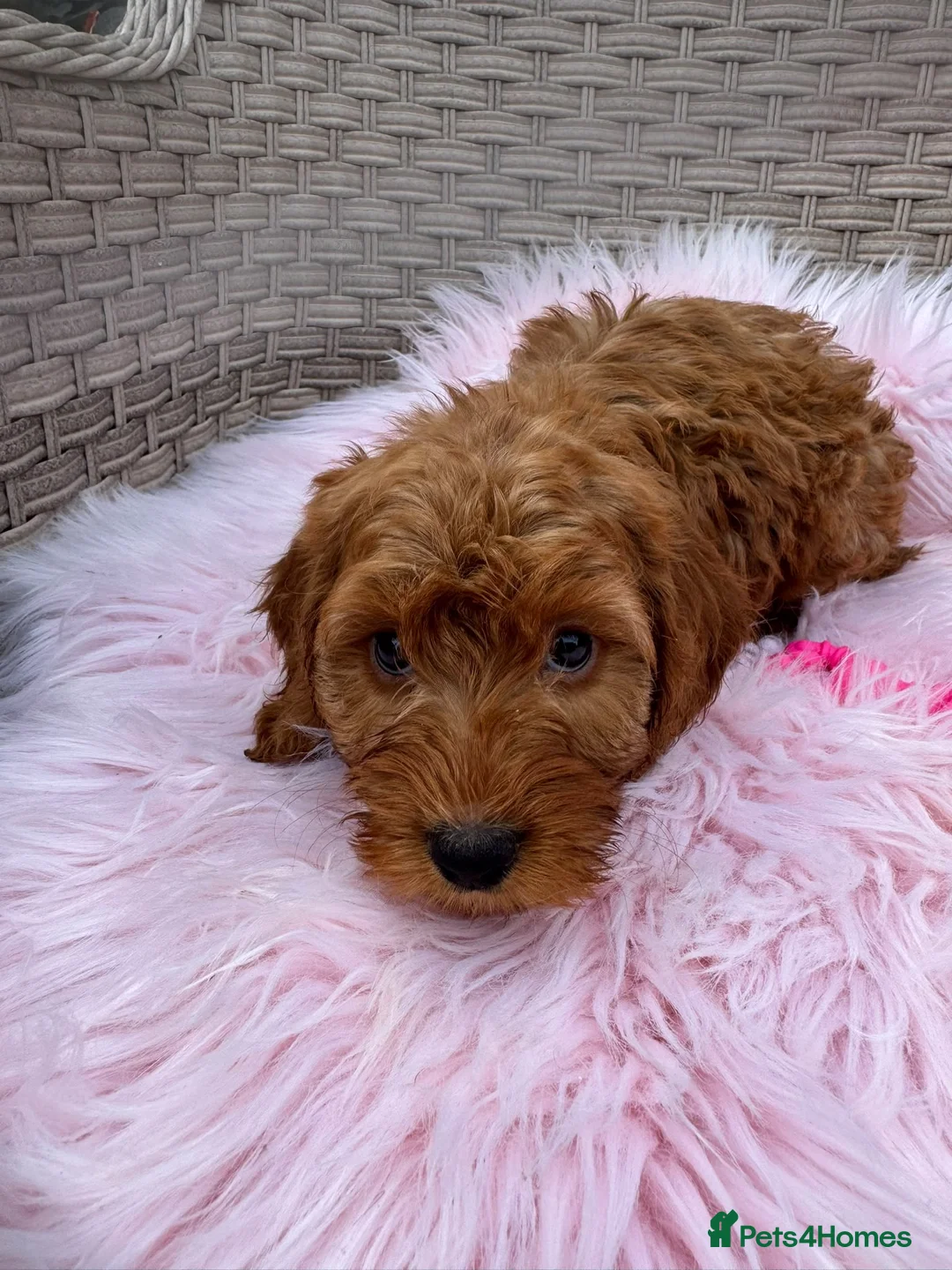 Cockapoo dogs for sale: Beautiful Cockapoo Puppies Available! 🐾 in Stoke-on-Trent - Advert 2