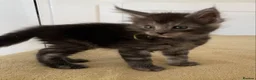 Maine Coon cats for sale: TICA registered large Maine Coon kittens - Advert 13