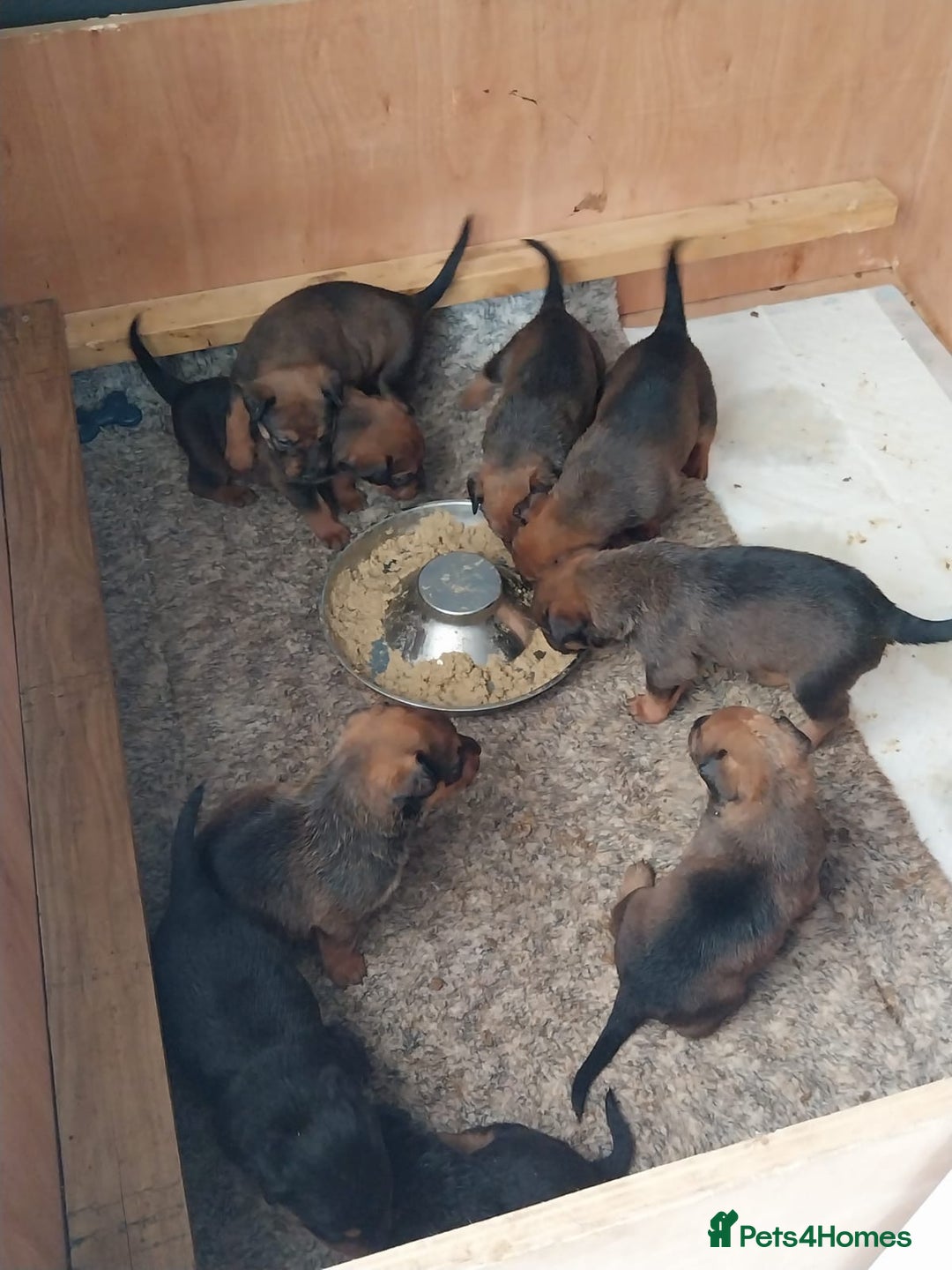 Mixed Breed dogs for sale: Stunning Rottweiler cross Belgian malinois  - Image 3