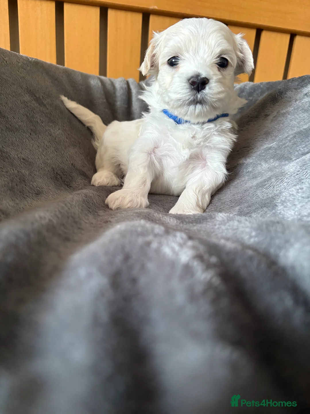 Maltipoo dogs for sale: Puppies in Falkirk - Advert 5