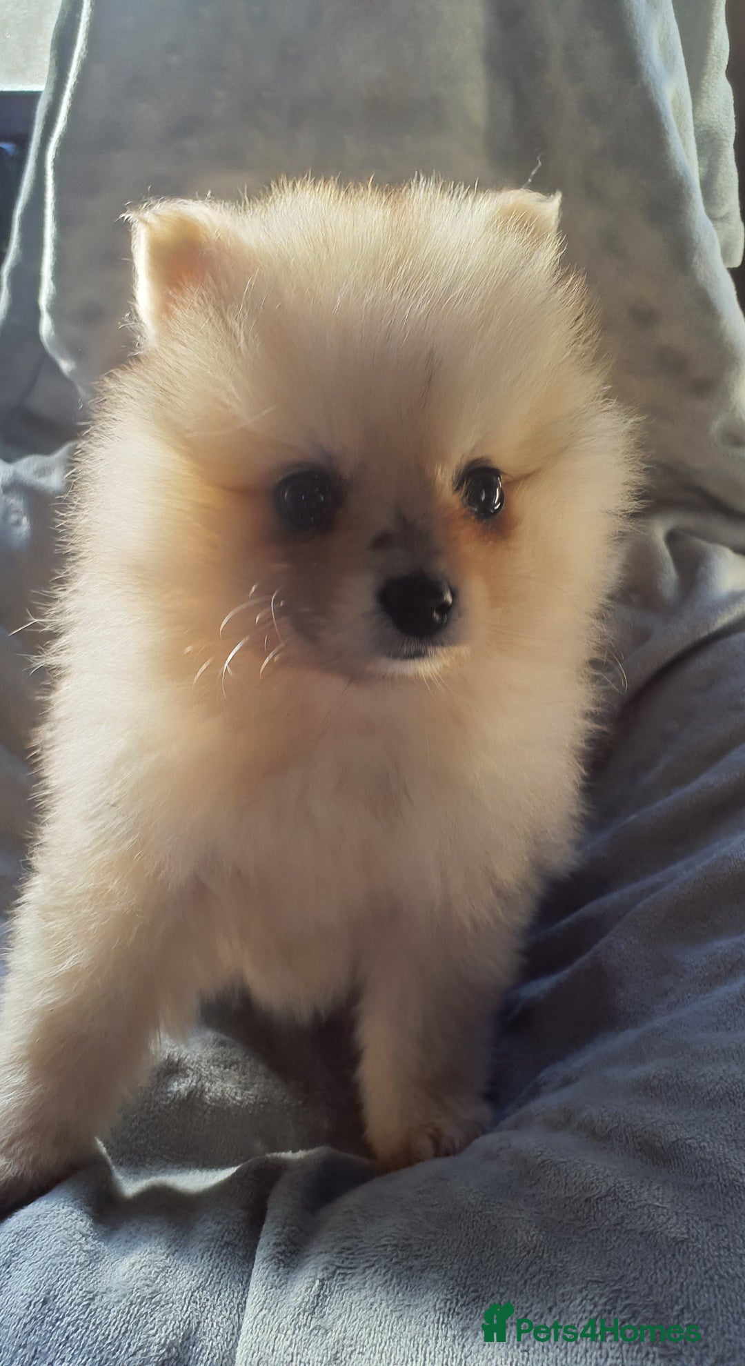 Pomeranian dogs for sale: Outstanding Tiny Pomeranian Puppies - Image 4