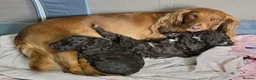 Cockapoo dogs for sale: Beautiful cockapoo puppies   - Advert 9