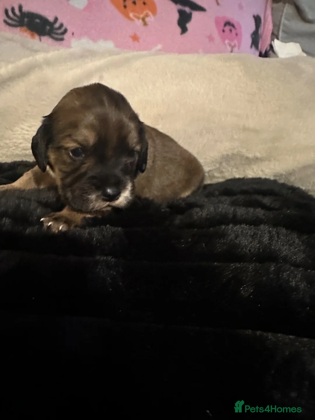 Cocker Spaniel dogs for adoption: cockerspaniel X - Advert 16