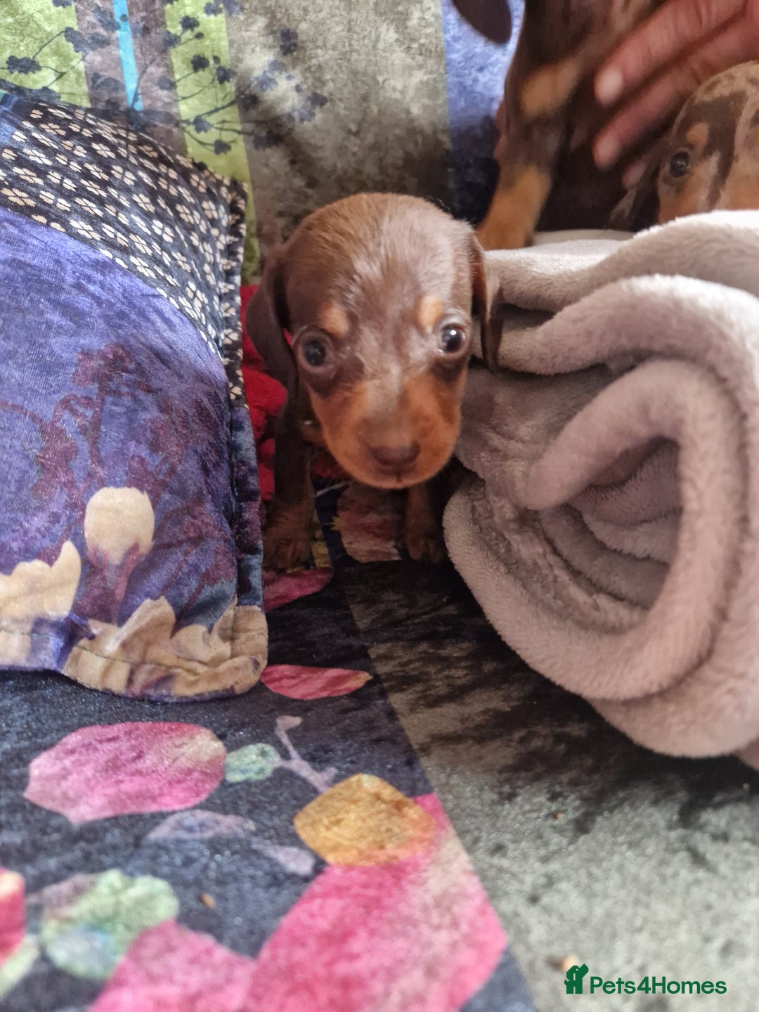 Miniature Dachshund dogs for sale: Miniature Dachshund Pups - Image 9