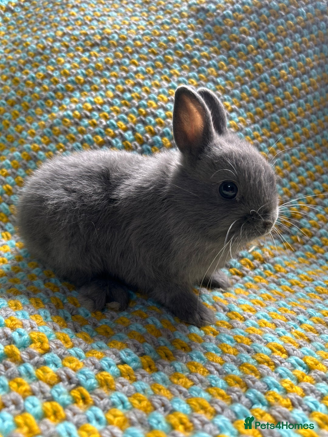 Netherland Dwarf rabbits for sale: Vaccinated Netherland Dwarf Rabbits - Image 14