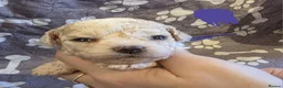 Mixed Breed dogs for sale: 9 Beautiful Cockerchon puppy's ready soon - Advert 21