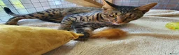 Savannah cats for sale: F4 Savannah Girl TICA - Advert 5