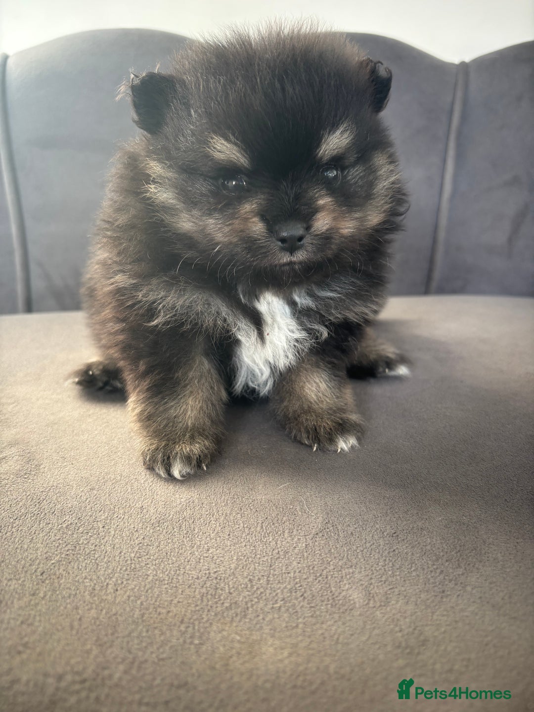 Pomeranian dogs for sale: KC Reg Teddy bear Pomeranian Tiny - Advert 3
