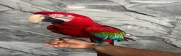 Mixed Breed birds for sale: Stunning Selection Baby HandReared Loving Parrot in Nottingham - Advert 23