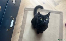 Bombay cats for sale: Loving, playful black kitten - Image 1