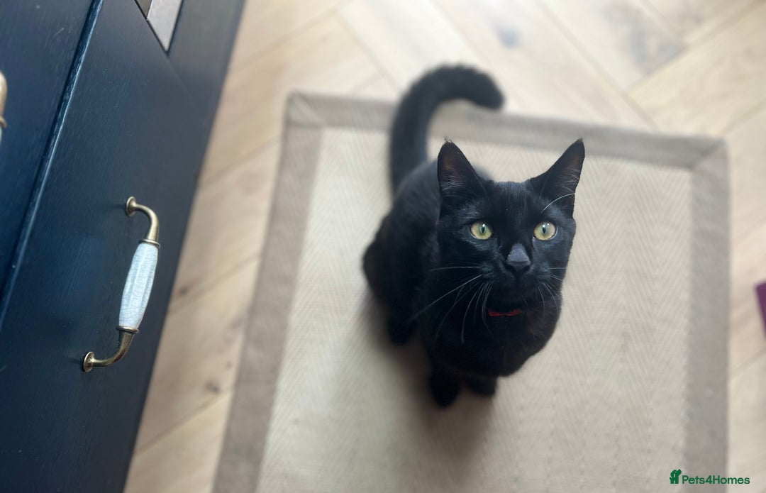Bombay cats for sale: Loving, playful black kitten - Image 1