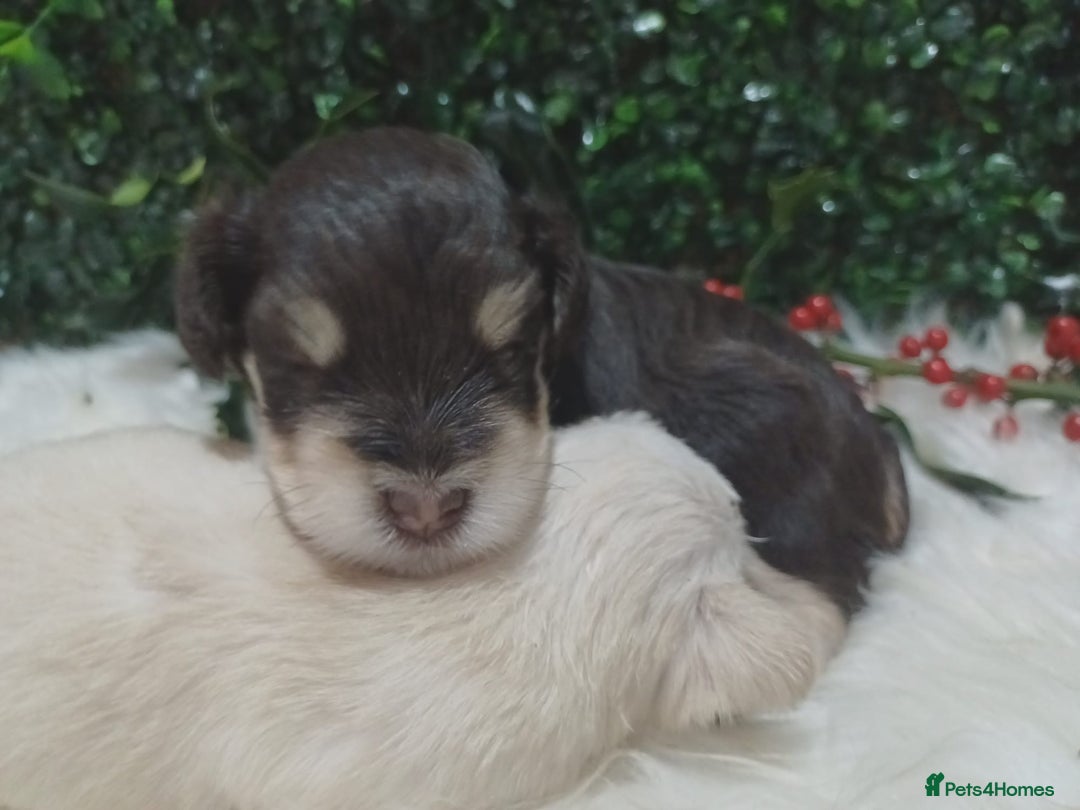 Miniature Schnauzer dogs for sale: Two beautiful girls  - Advert 13