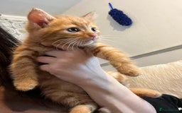 Domestic Shorthair cats for sale: Beautiful litter of 5 kittens  - Image 9