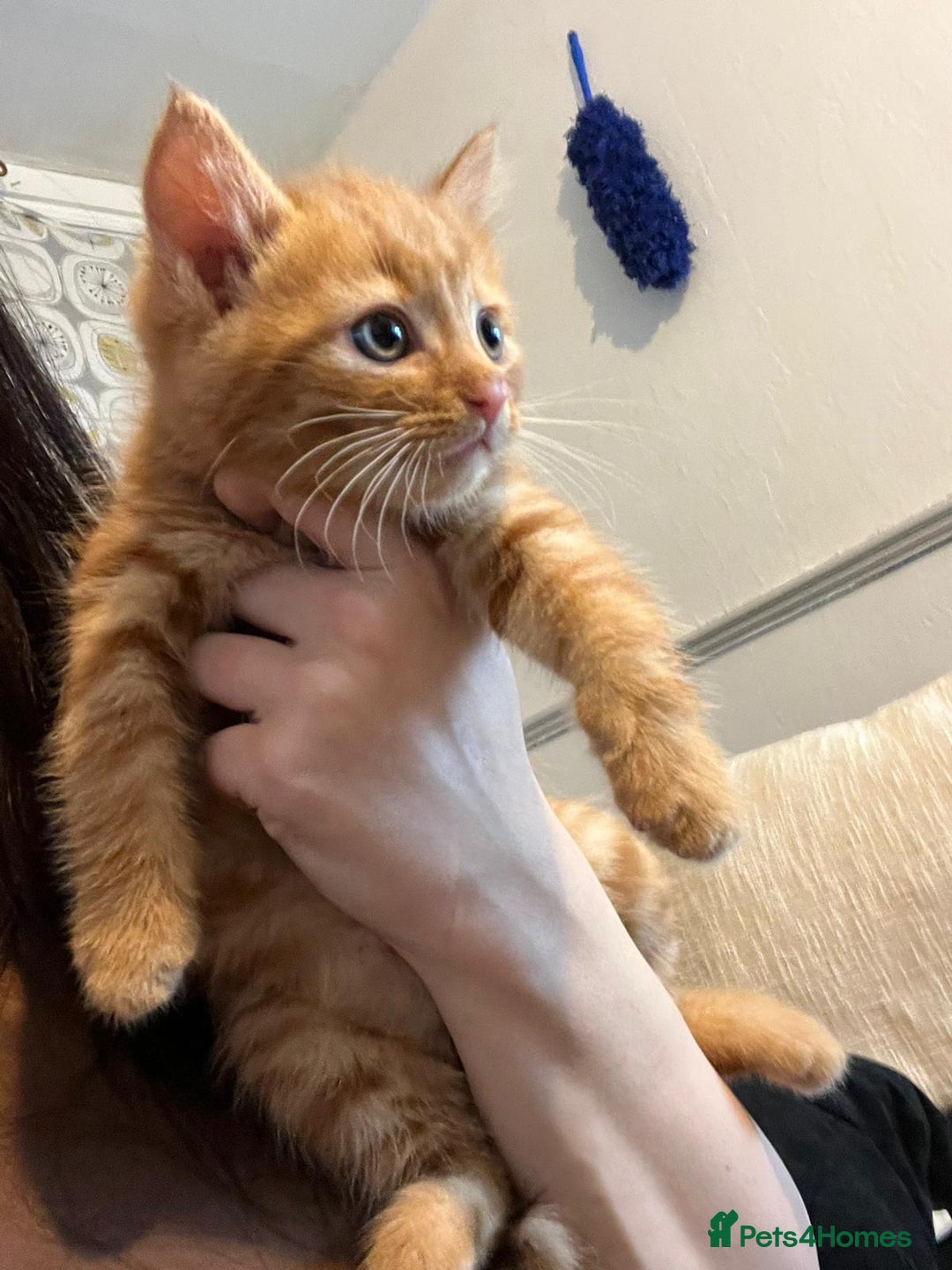 Domestic Shorthair cats for sale: Beautiful litter of 5 kittens  - Image 9