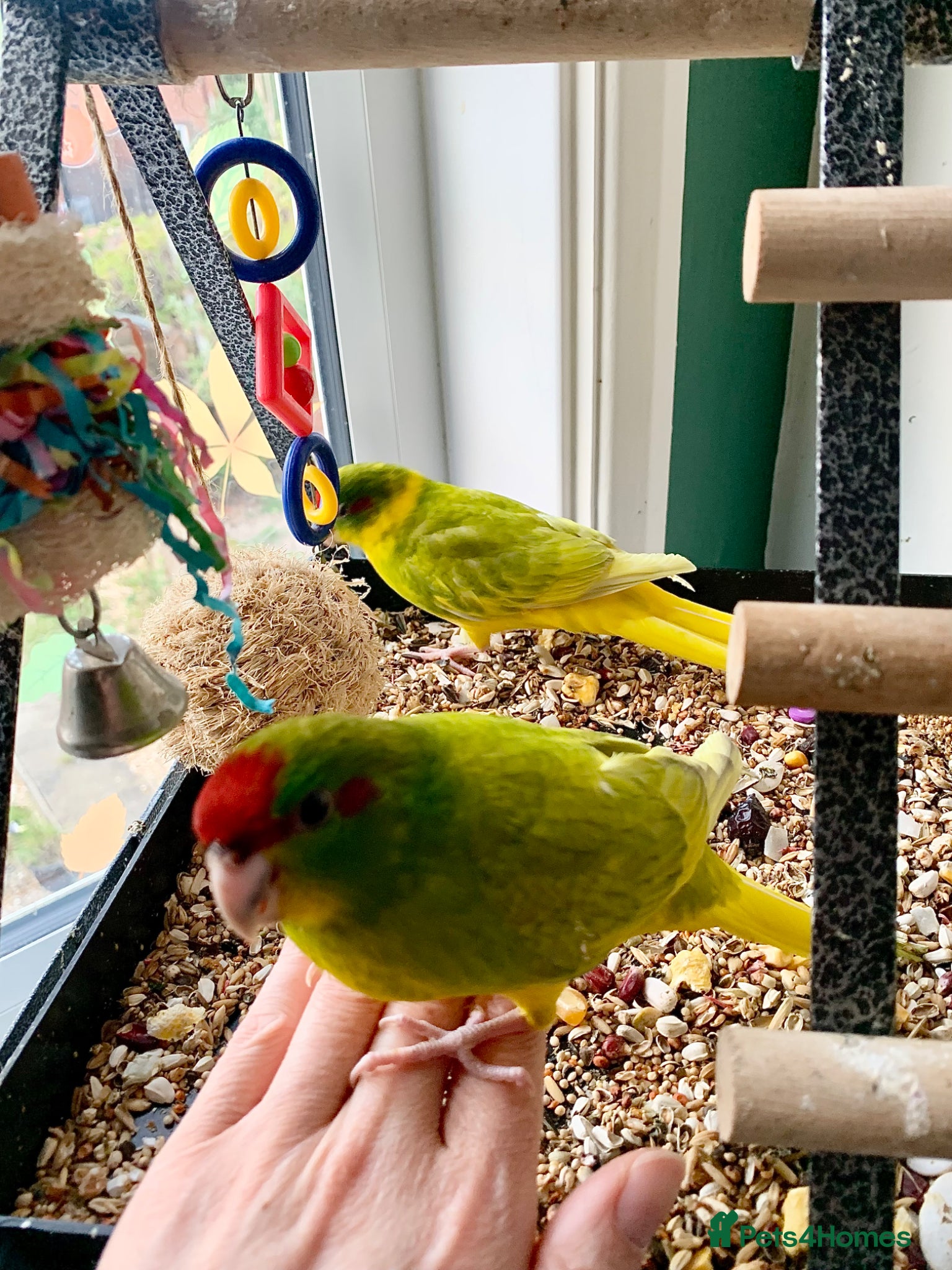 Parakeets birds 2 Hand Reared Baby Kakariki’s Ready Now - Advert 2