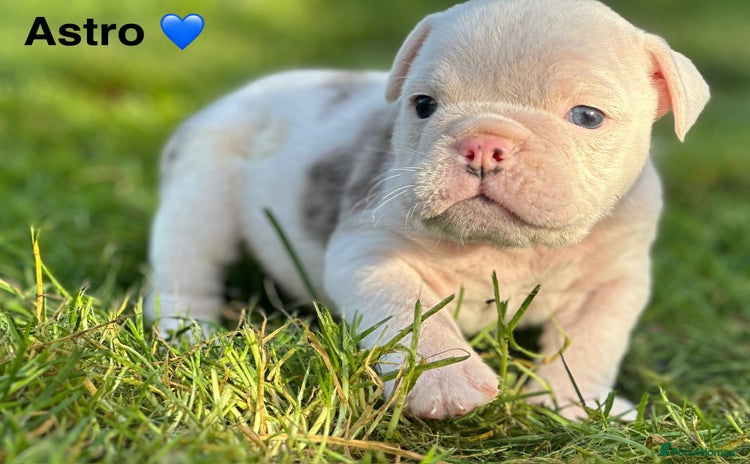 English Bulldog dogs 🌟 health tested parents 🌟 Olde English Puppies🌟 - Advert 7