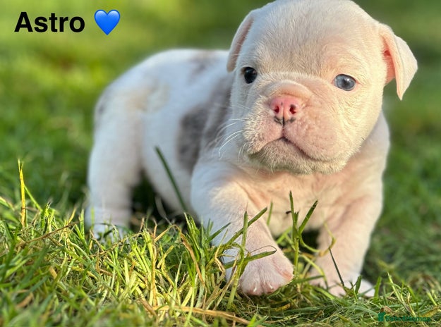 English Bulldog dogs 🌟 health tested parents 🌟 Olde English Puppies🌟 - Advert 7