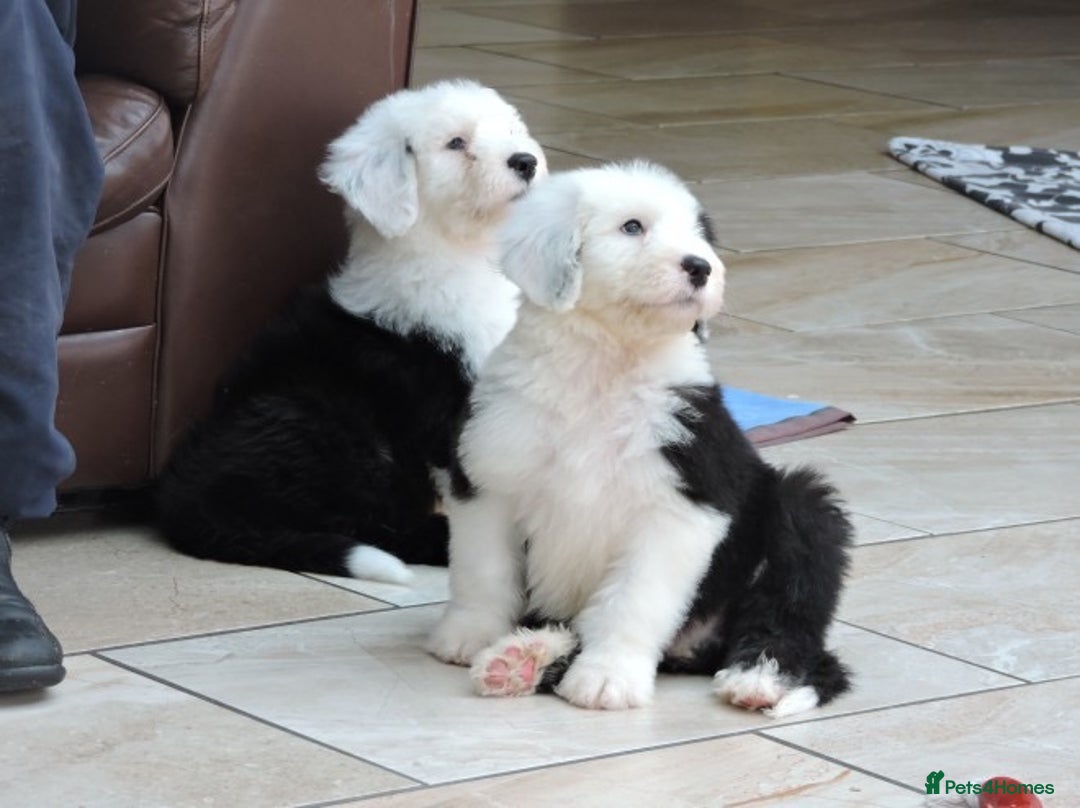 Old English Sheepdog dogs for sale: Quality Homes Only!!!Old English Sheepdog Pups. - Image 2