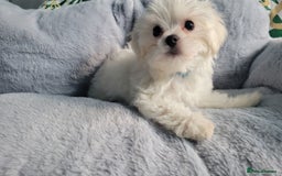 Maltese dogs for sale: ❤️ Korean Maltese Only ONE boy left Ready to go ❤️ in Coventry - Image 1