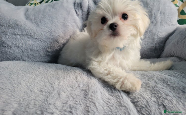 Maltese dogs in Coventry - Advert 12